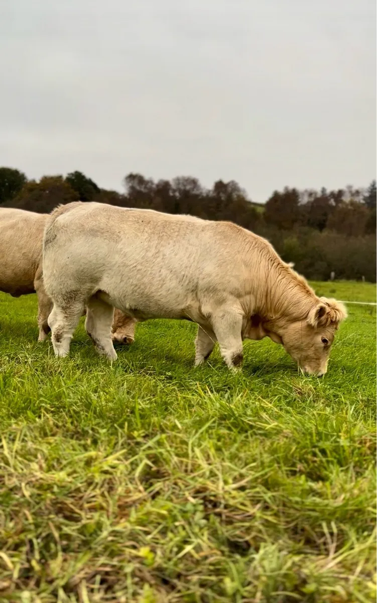 3 heifers for Balla Saturday 25th - Image 2