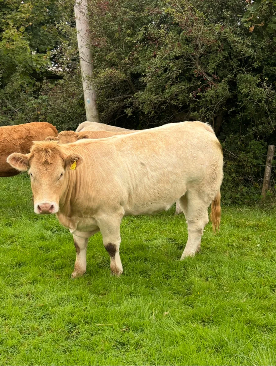 3 heifers for Balla Saturday 25th - Image 3