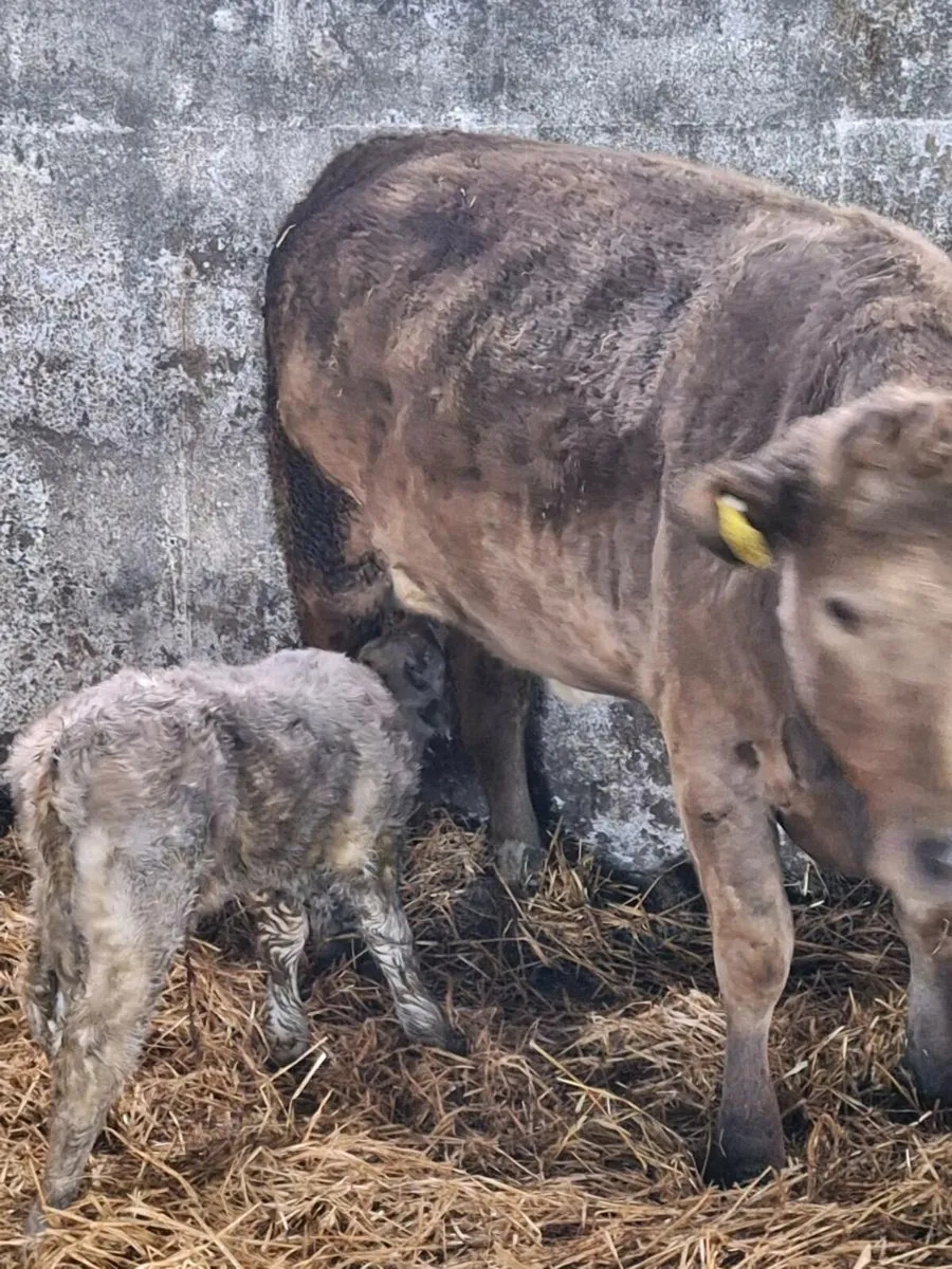 Charolais suckler heifer - Image 1