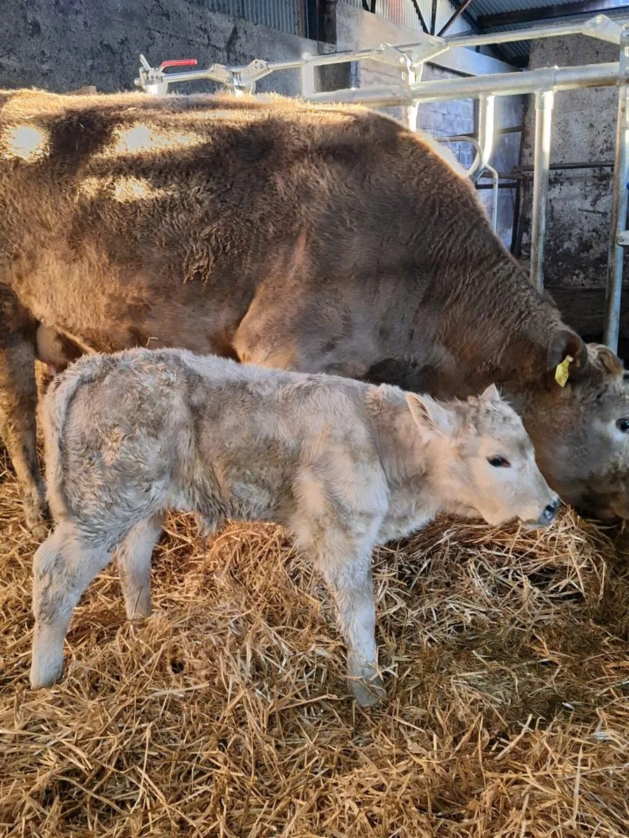Charolais suckler heifer - Image 2