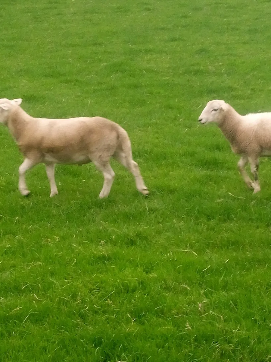 Store Ram Lambs Easy Care - Image 2