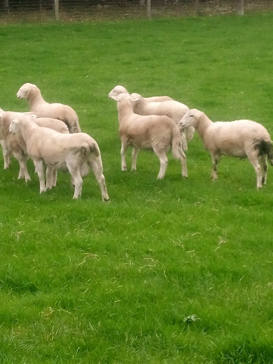Store Ram Lambs Easy Care - Image 3
