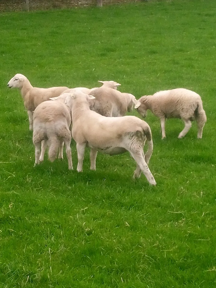 Store Ram Lambs Easy Care - Image 1