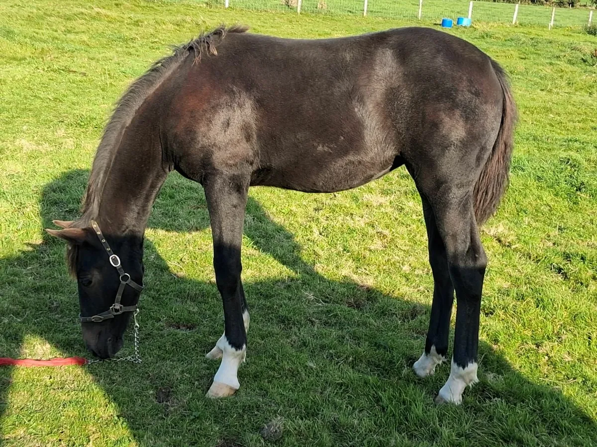Filly Foal For Sale - Image 3