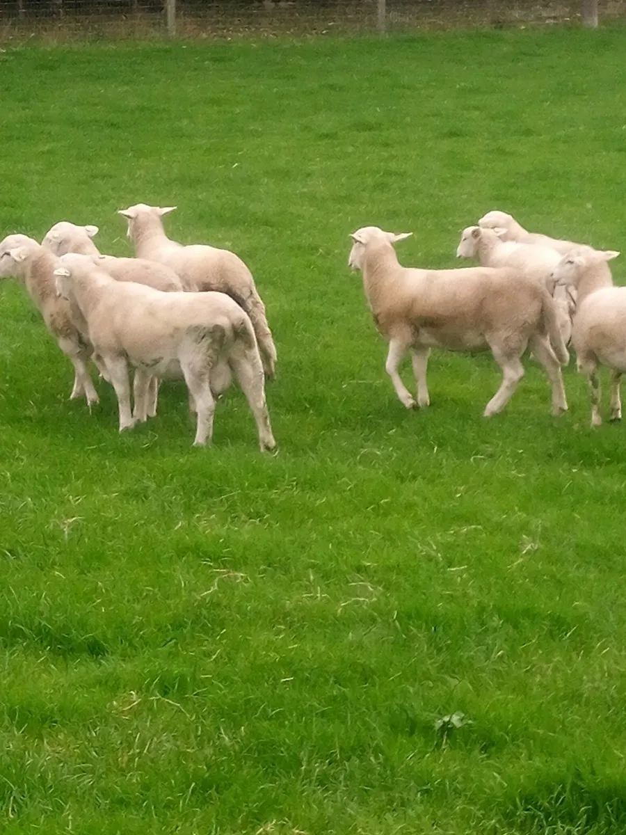 Store Ram Lambs Easy Care - Image 4