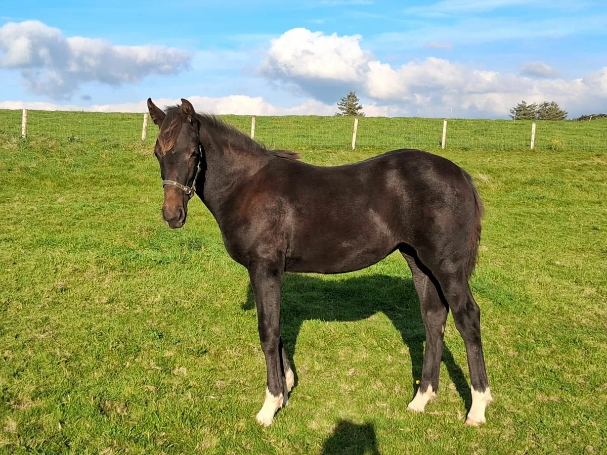 Filly Foal For Sale - Image 1