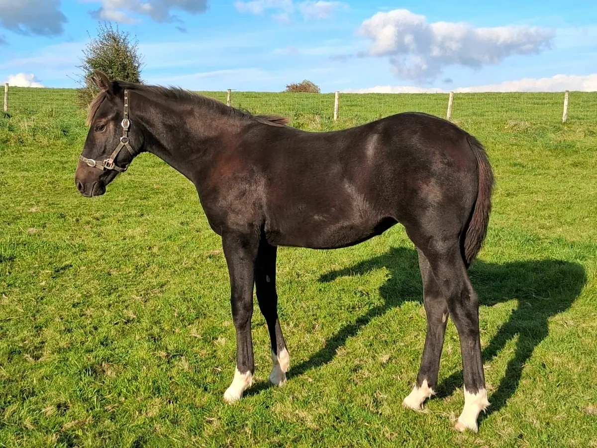 Filly Foal For Sale - Image 4