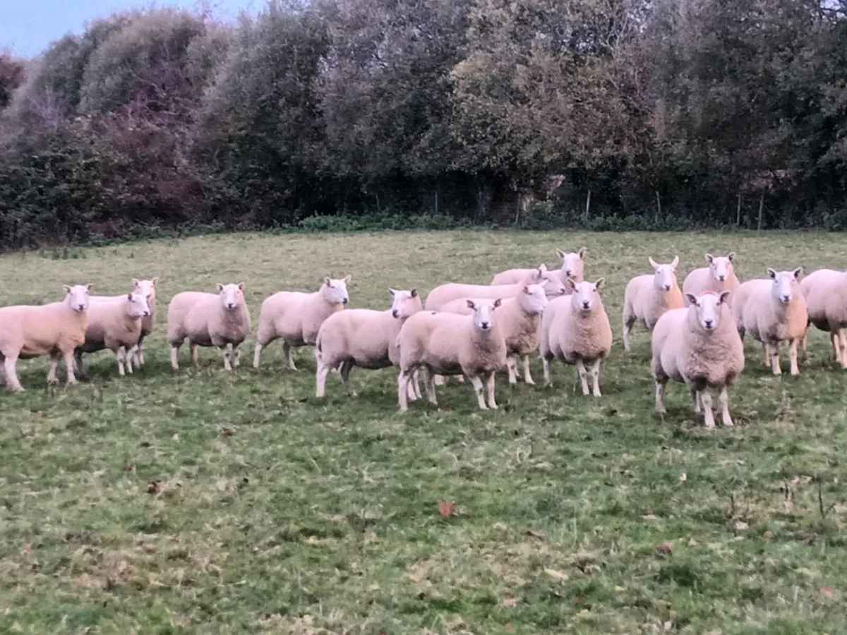 16 CHEVIOT EWES FOR SALE - Image 3