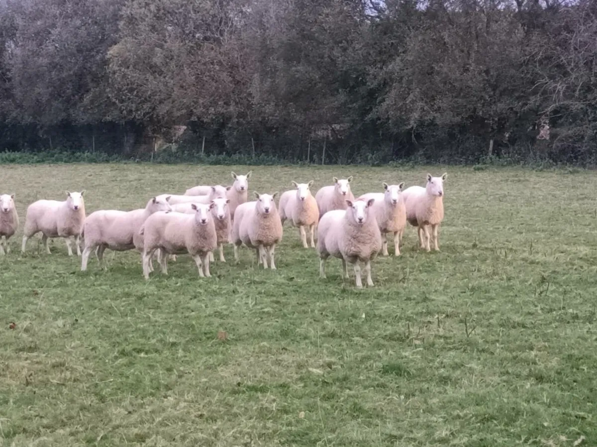 16 CHEVIOT EWES FOR SALE - Image 4