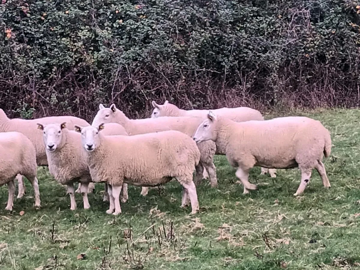 16 CHEVIOT EWES FOR SALE - Image 2