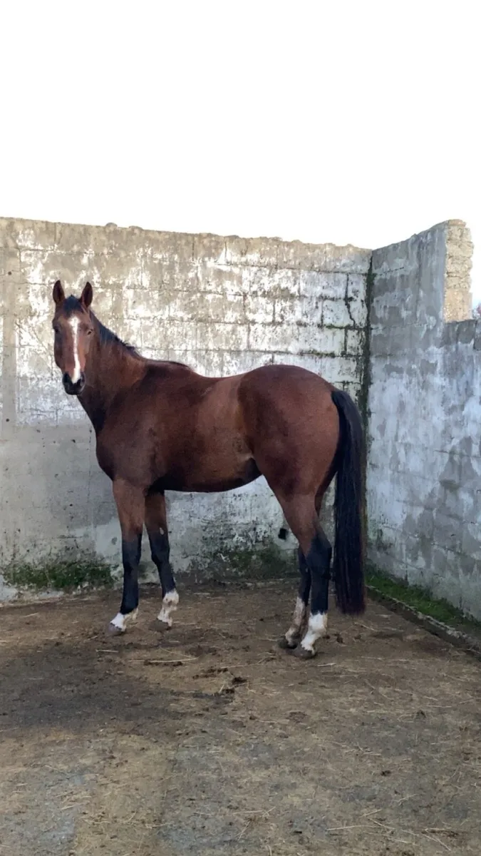 Horse - Image 2