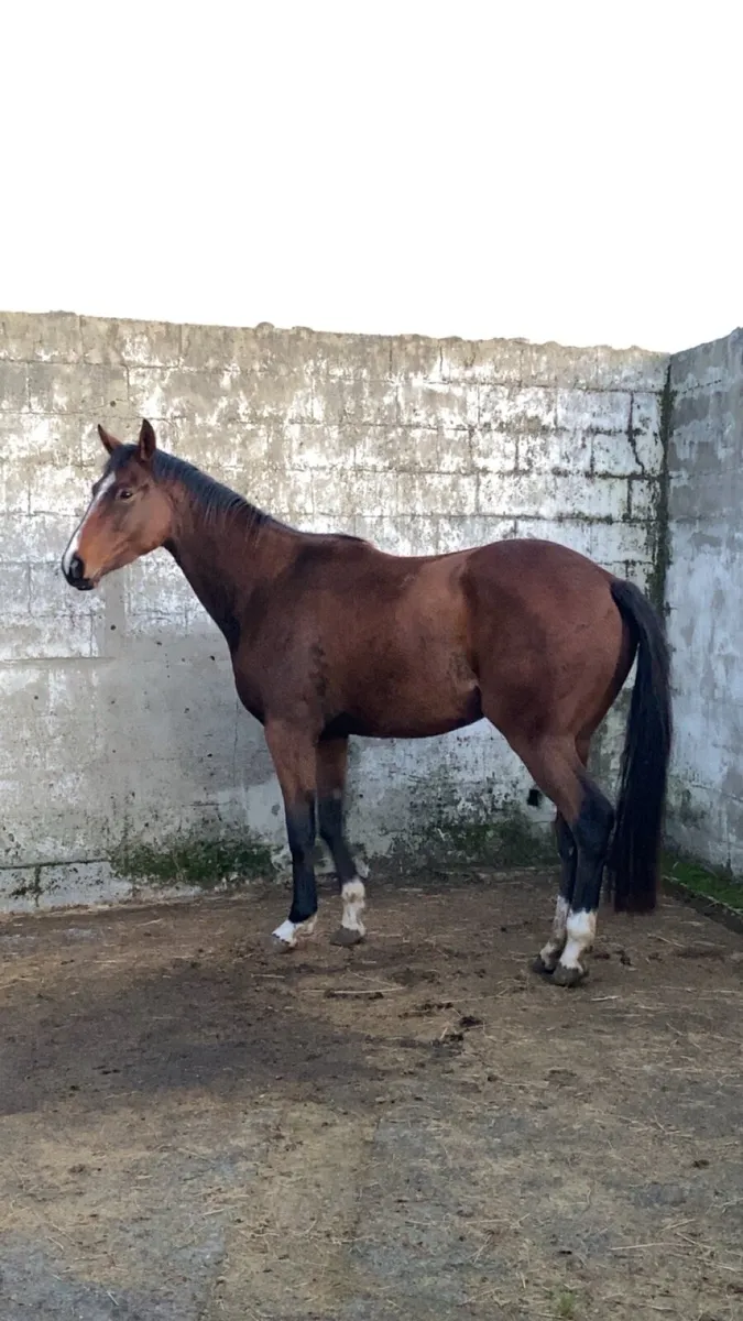 Horse - Image 3