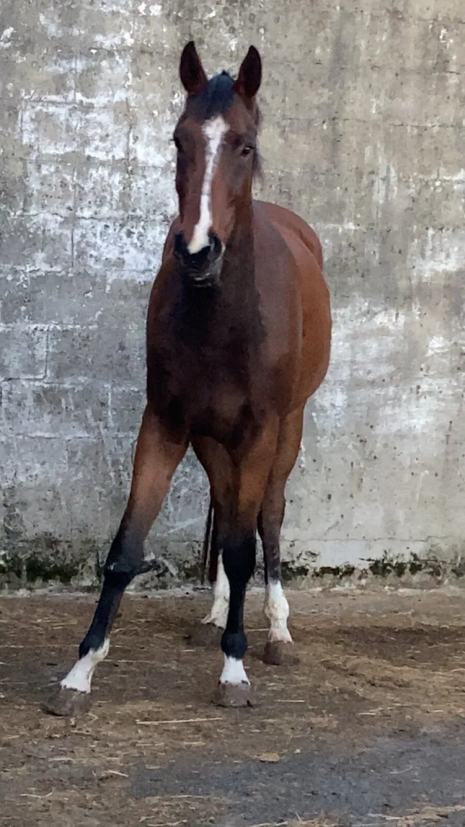 Horse - Image 4