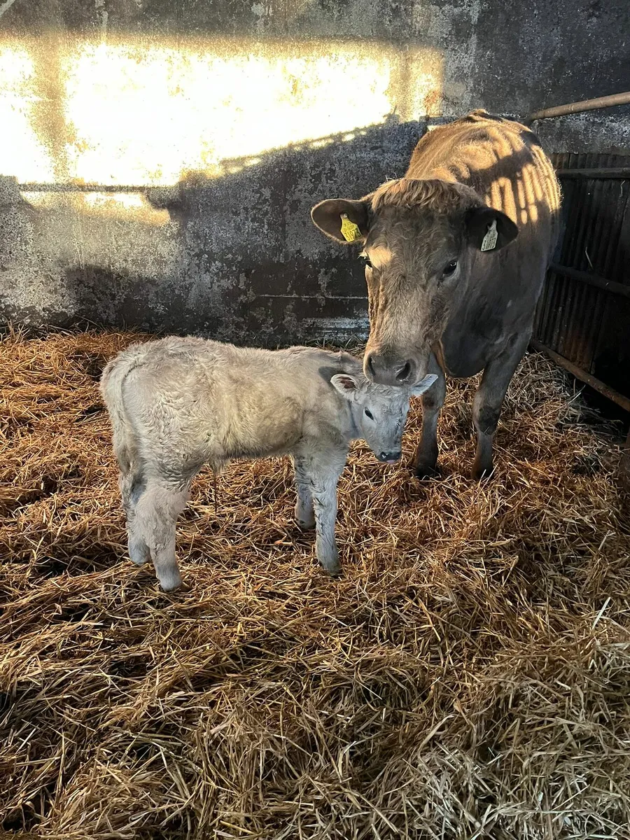 Charolais suckler heifer - Image 3