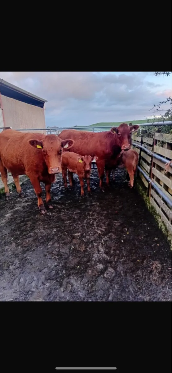 2 heifers  with 2 heifer calves - Image 1