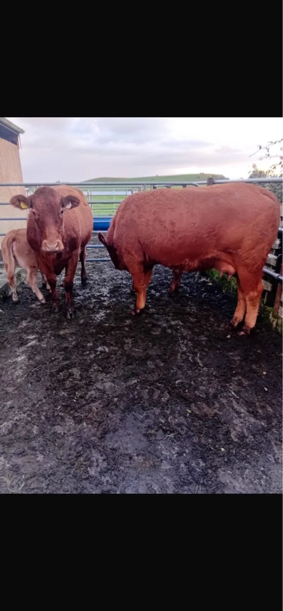 2 heifers  with 2 heifer calves - Image 2