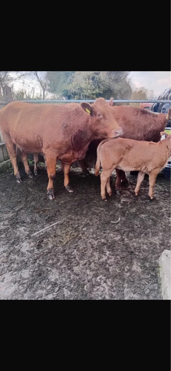 2 heifers  with 2 heifer calves - Image 3