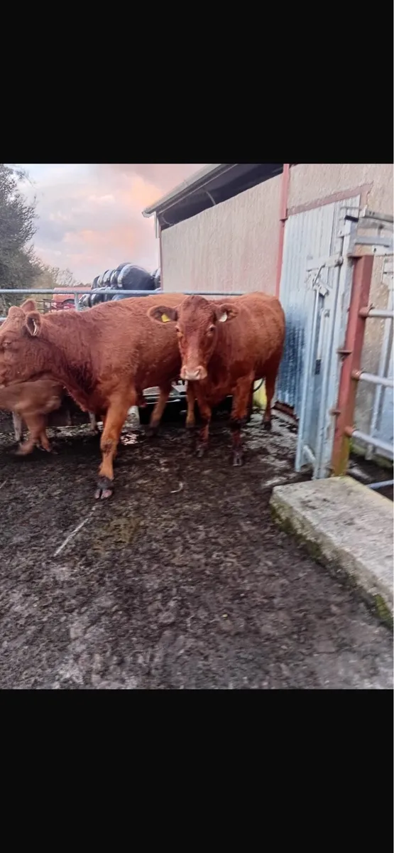 2 heifers  with 2 heifer calves - Image 4