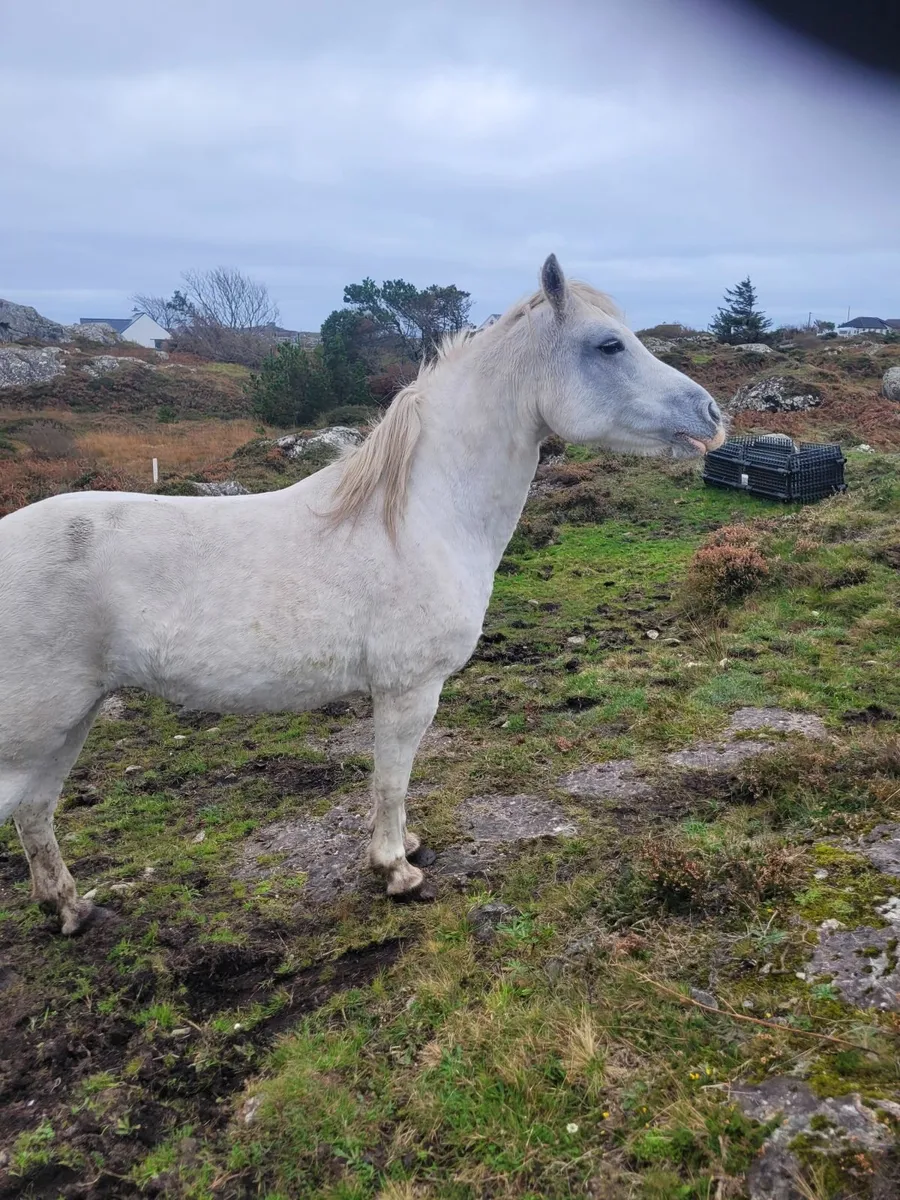 Ponies - Image 3