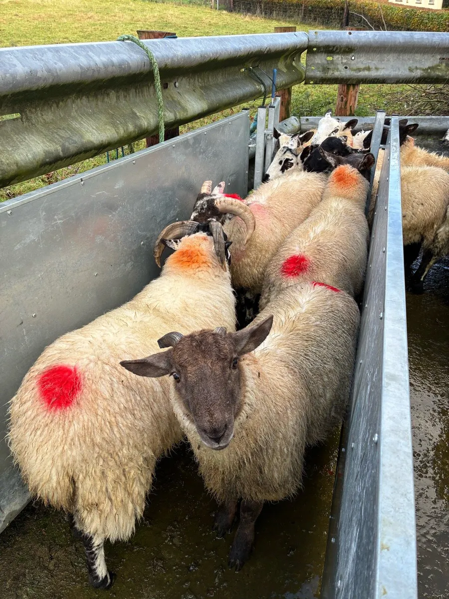 Full symbol organic store ram lambs - Image 1