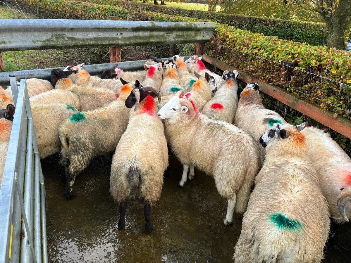 Full symbol organic store ram lambs - Image 2