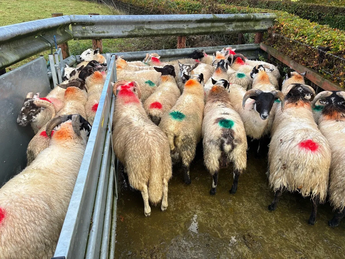 Full symbol organic store ram lambs - Image 3