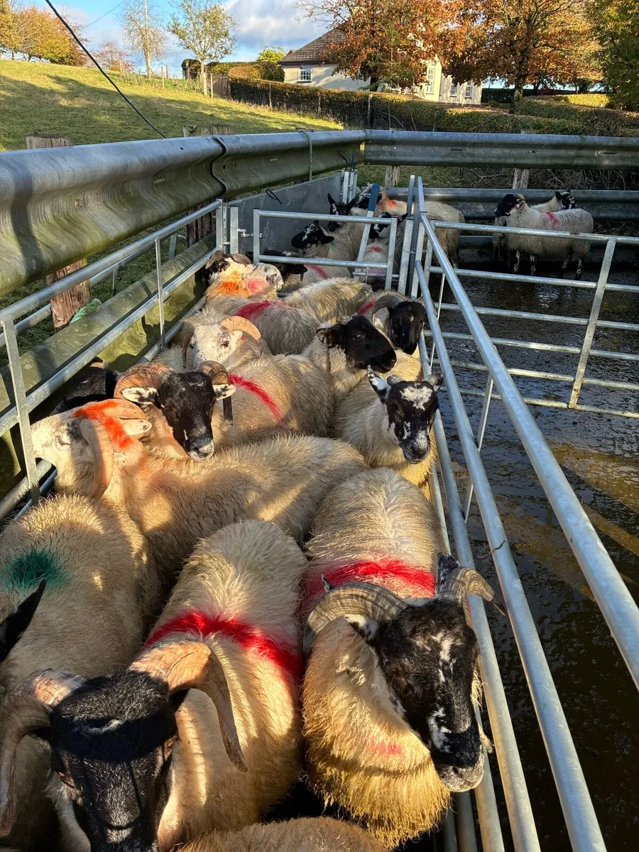 Full symbol organic store ram lambs - Image 4