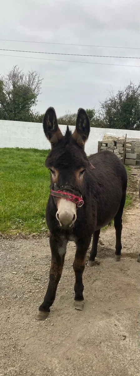 Donkey - Image 2