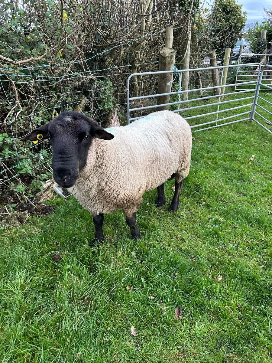 Suffolk Ram - Image 1