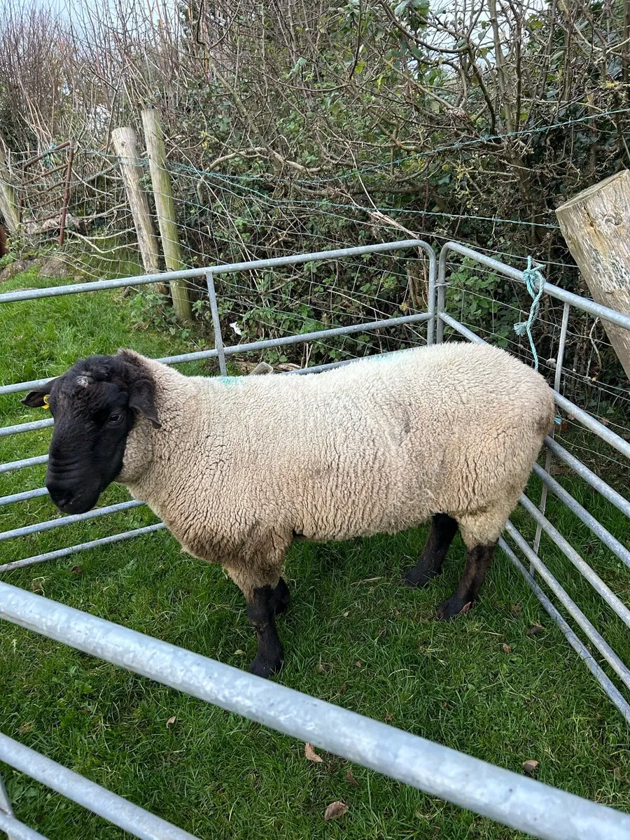Suffolk Ram - Image 2