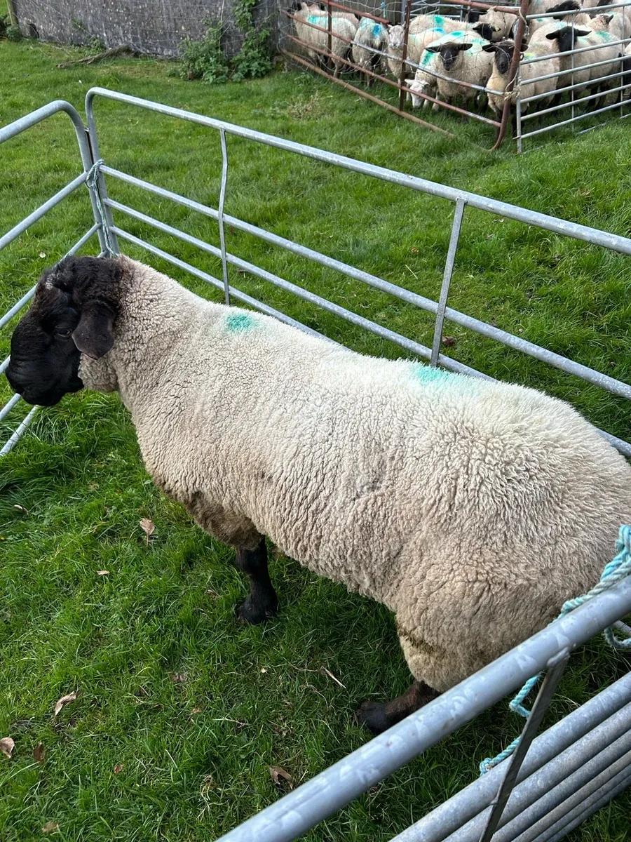 Suffolk Ram - Image 3