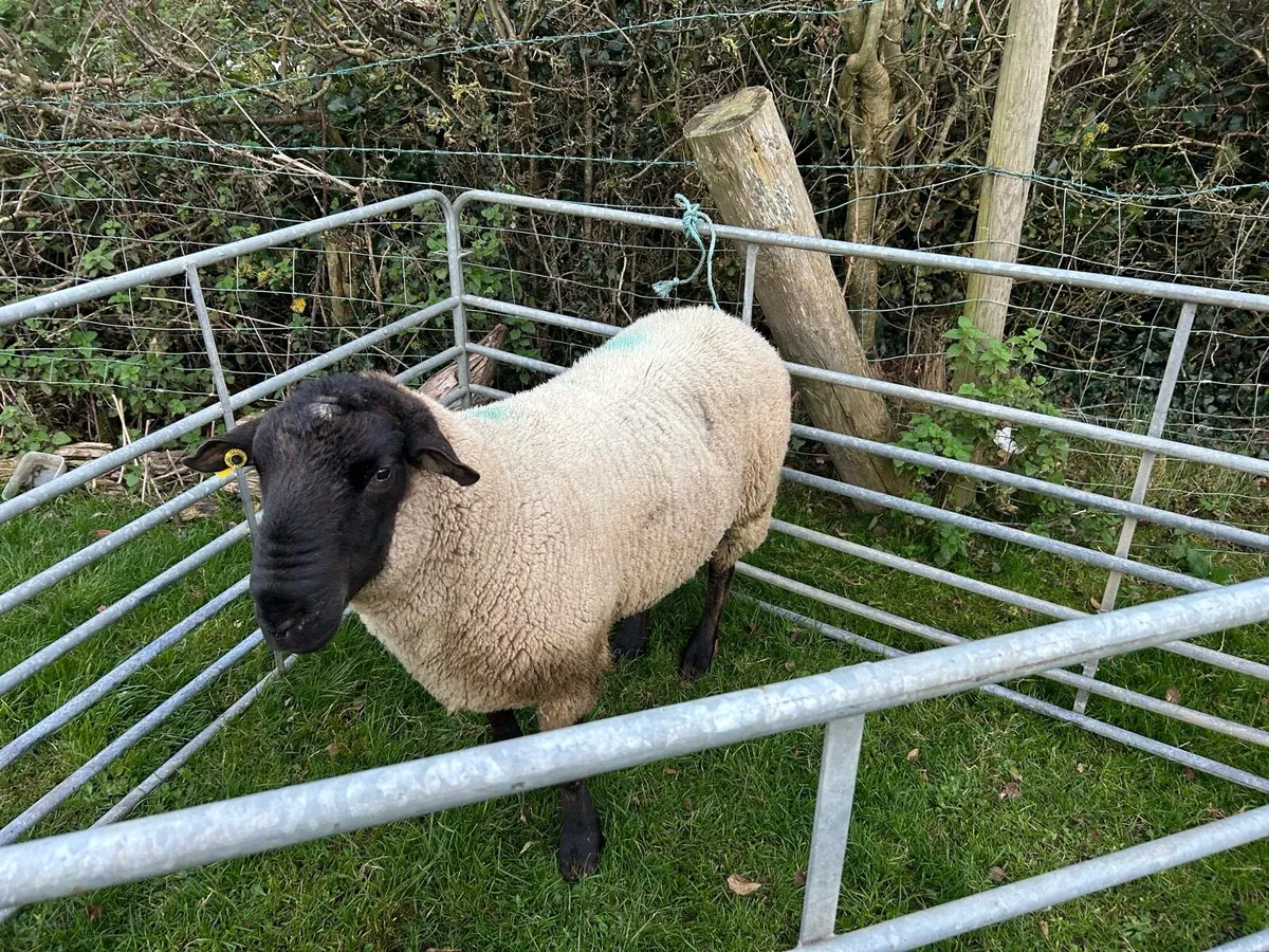 Suffolk Ram - Image 4