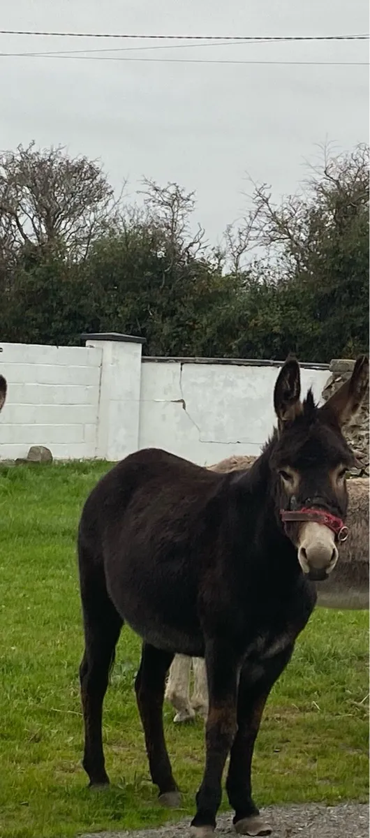 Donkey - Image 1