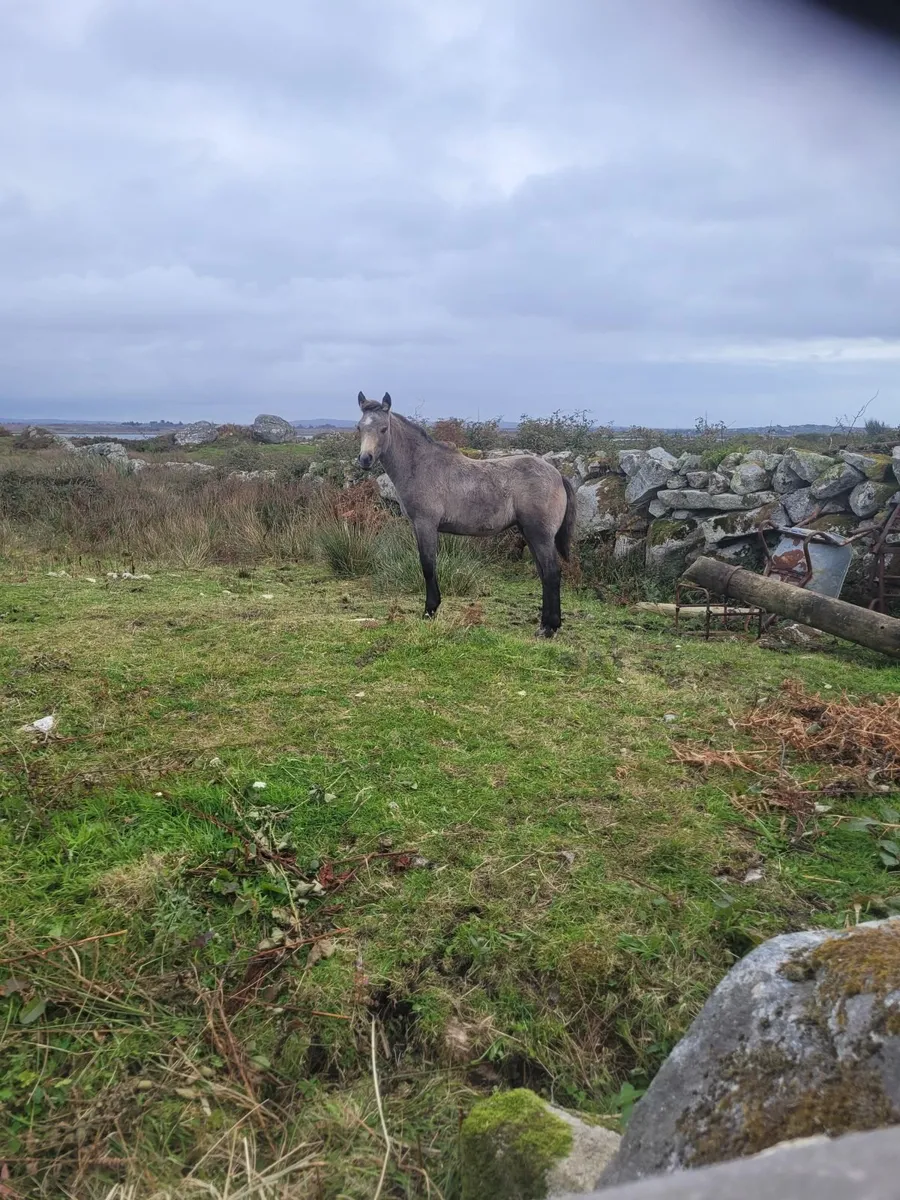 Ponies - Image 1