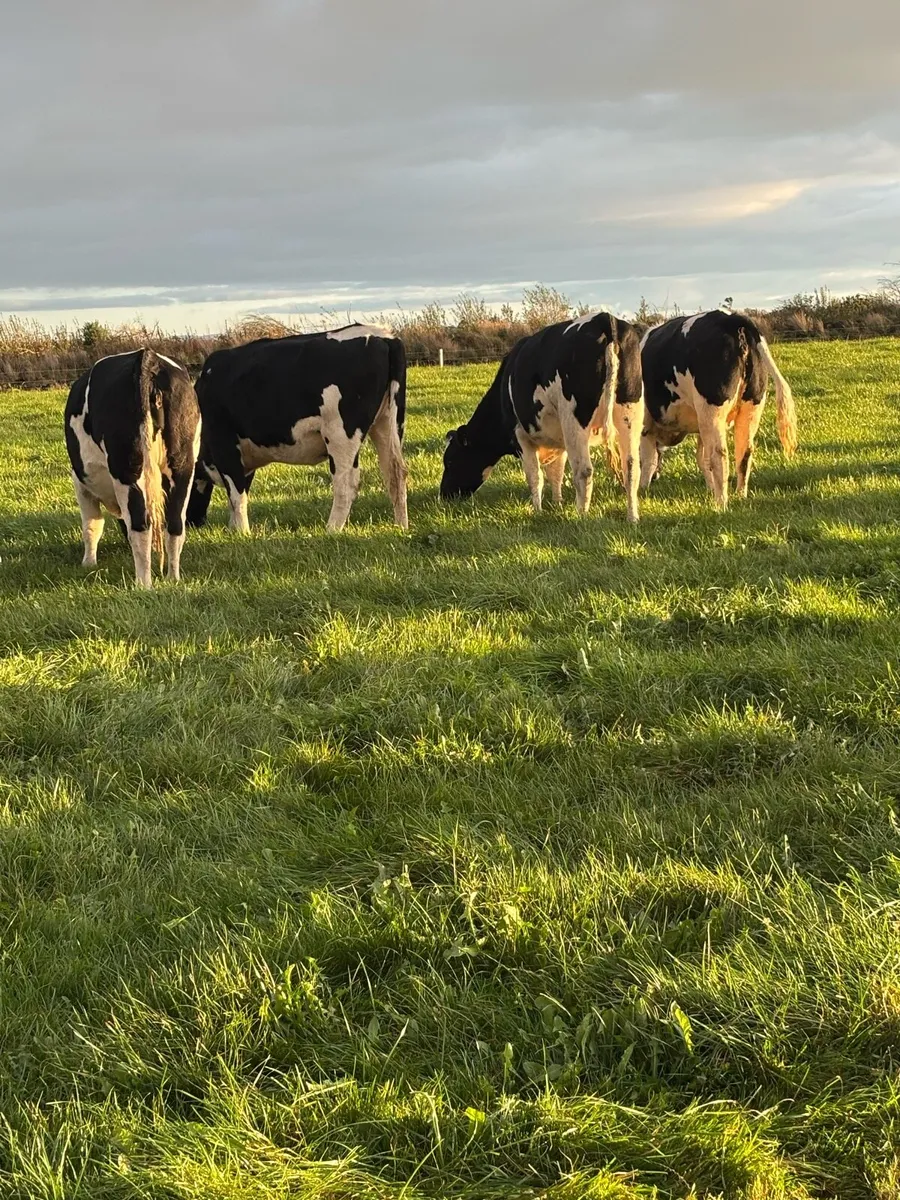 Incalf heifers - Image 1