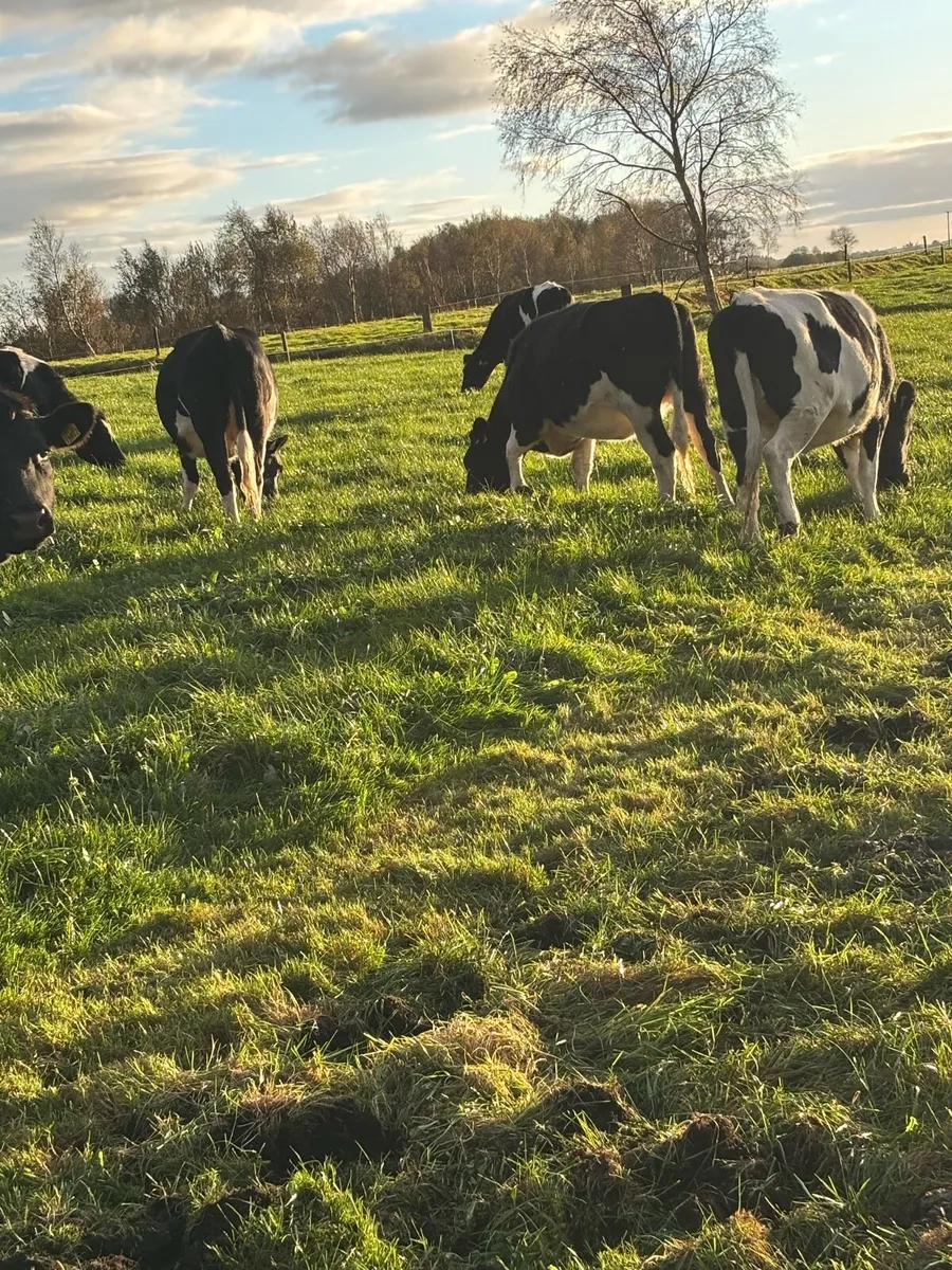 Incalf heifers - Image 2