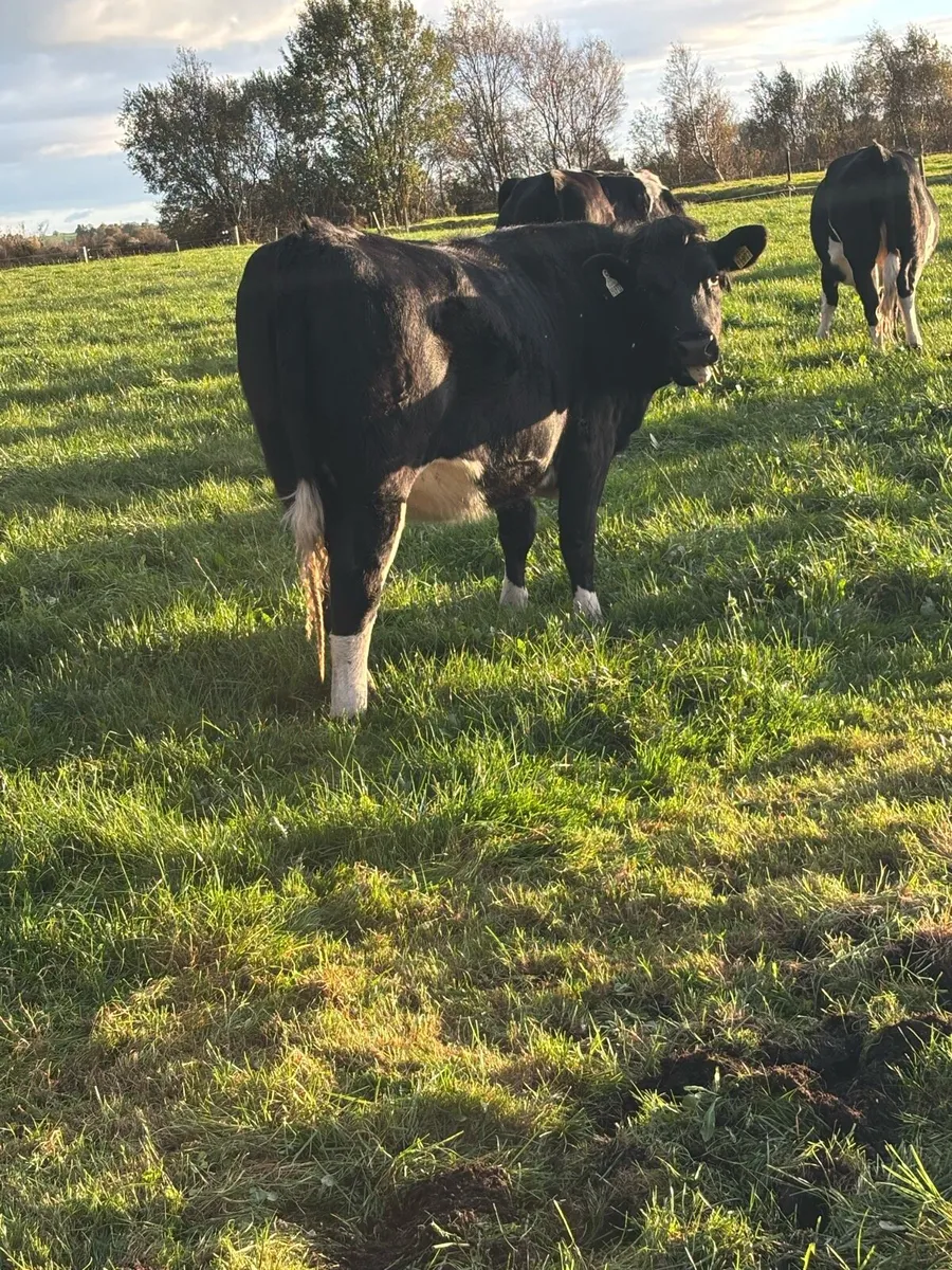 Incalf heifers - Image 3