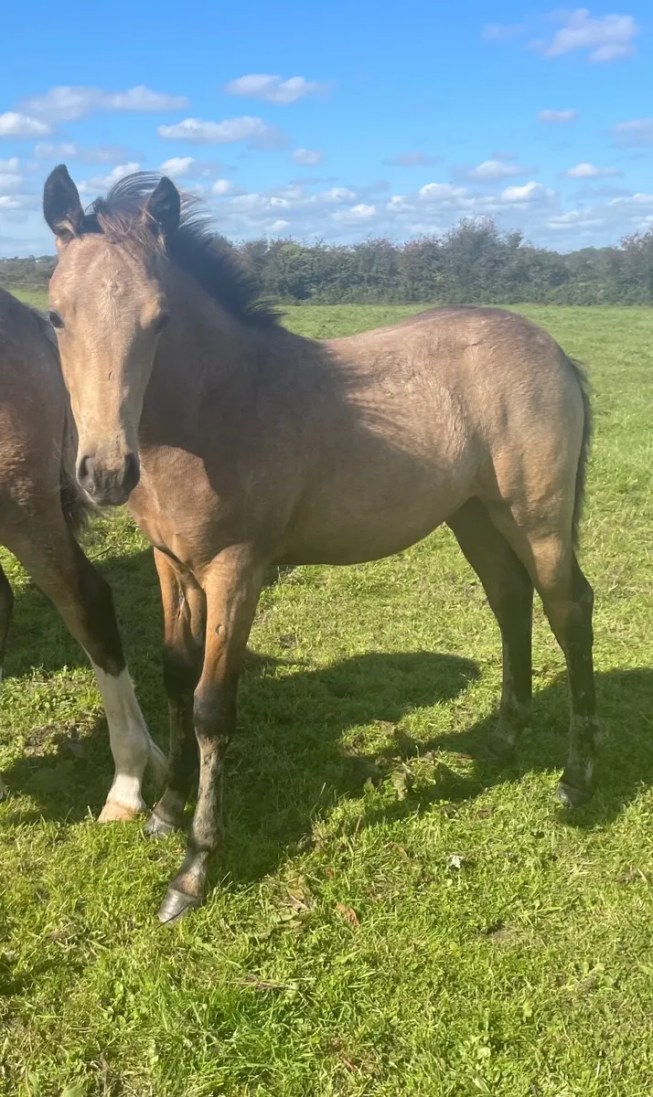 Dun colt - Drumbshambo Sat. 25th - Image 1