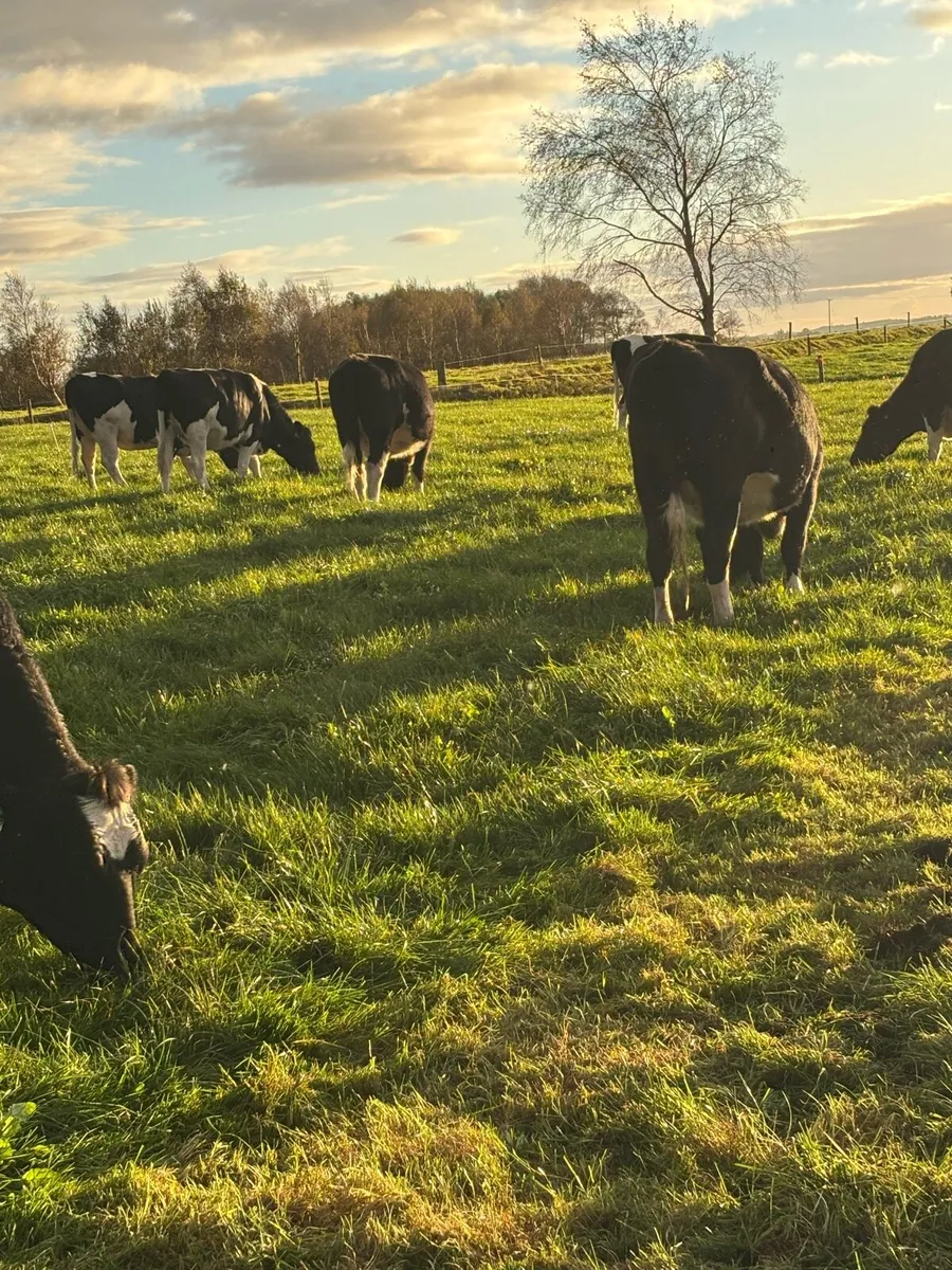Incalf heifers - Image 4