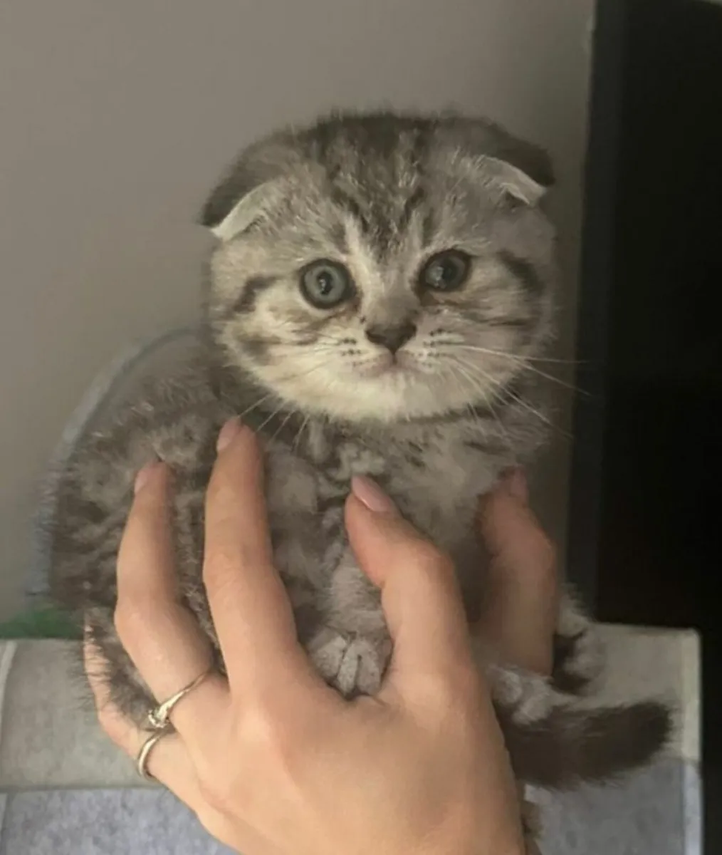 Scottish fold and straight kittens - Image 1