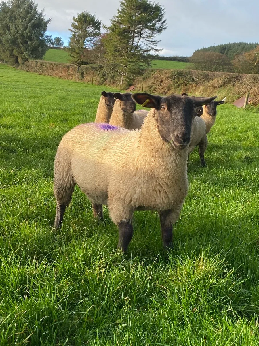 Replacement ewe lambs New Ross Mart this Monday. - Image 1