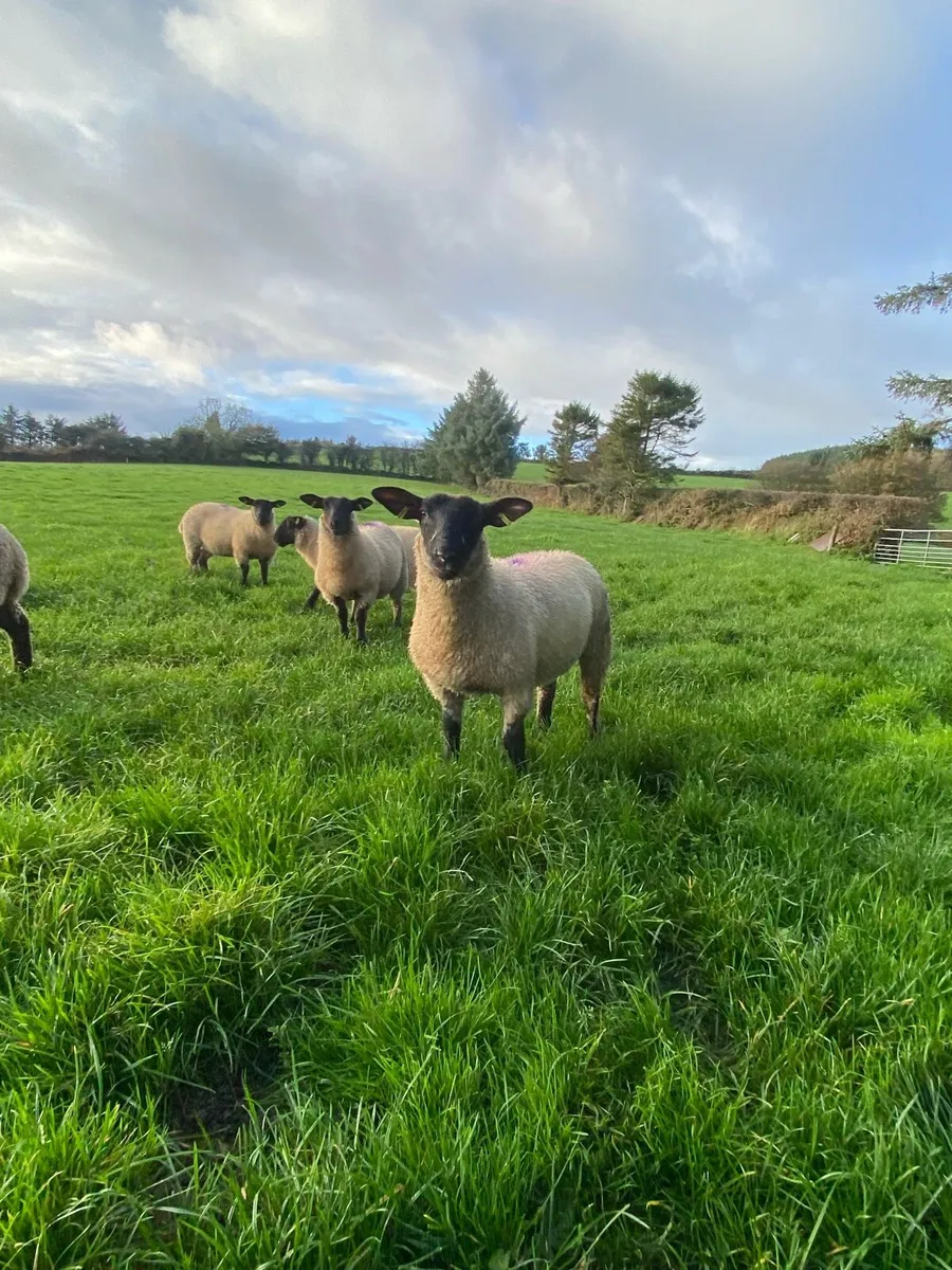 Replacement ewe lambs New Ross Mart this Monday. - Image 2