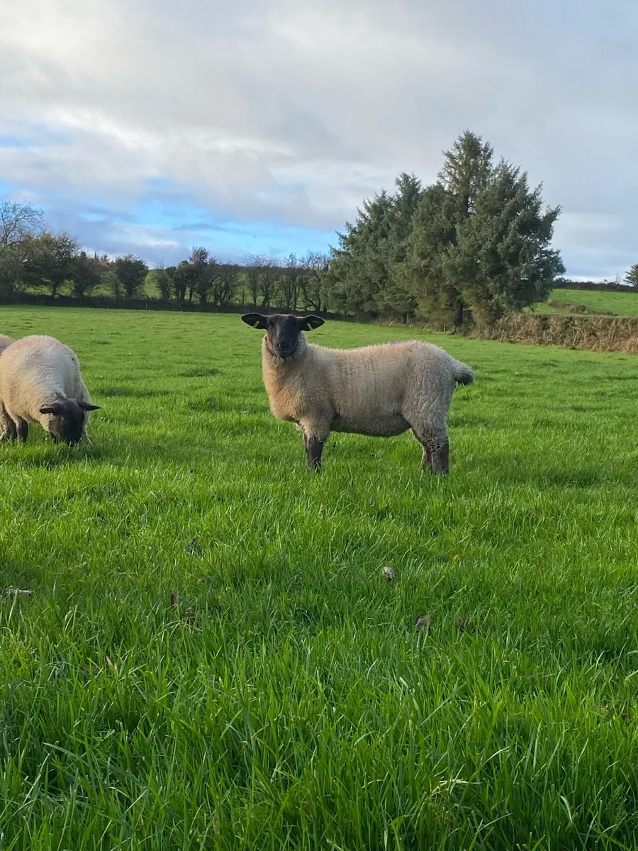 Replacement ewe lambs New Ross Mart this Monday. - Image 3