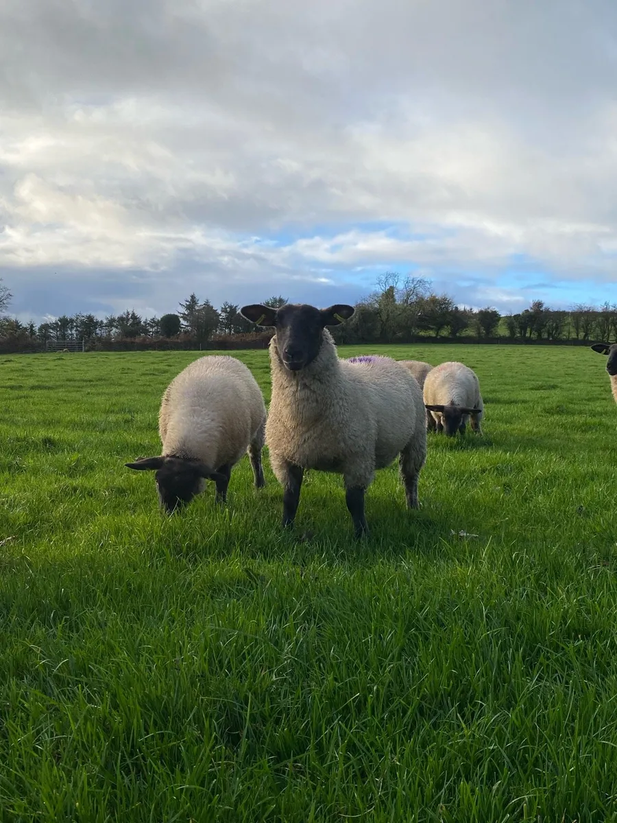 Replacement ewe lambs New Ross Mart this Monday. - Image 4