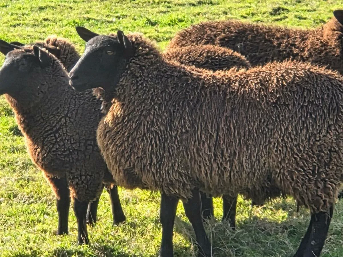 Black ewe lambs - Image 1