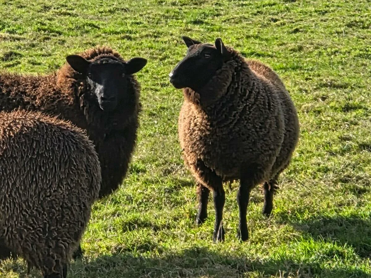 Black ewe lambs - Image 2