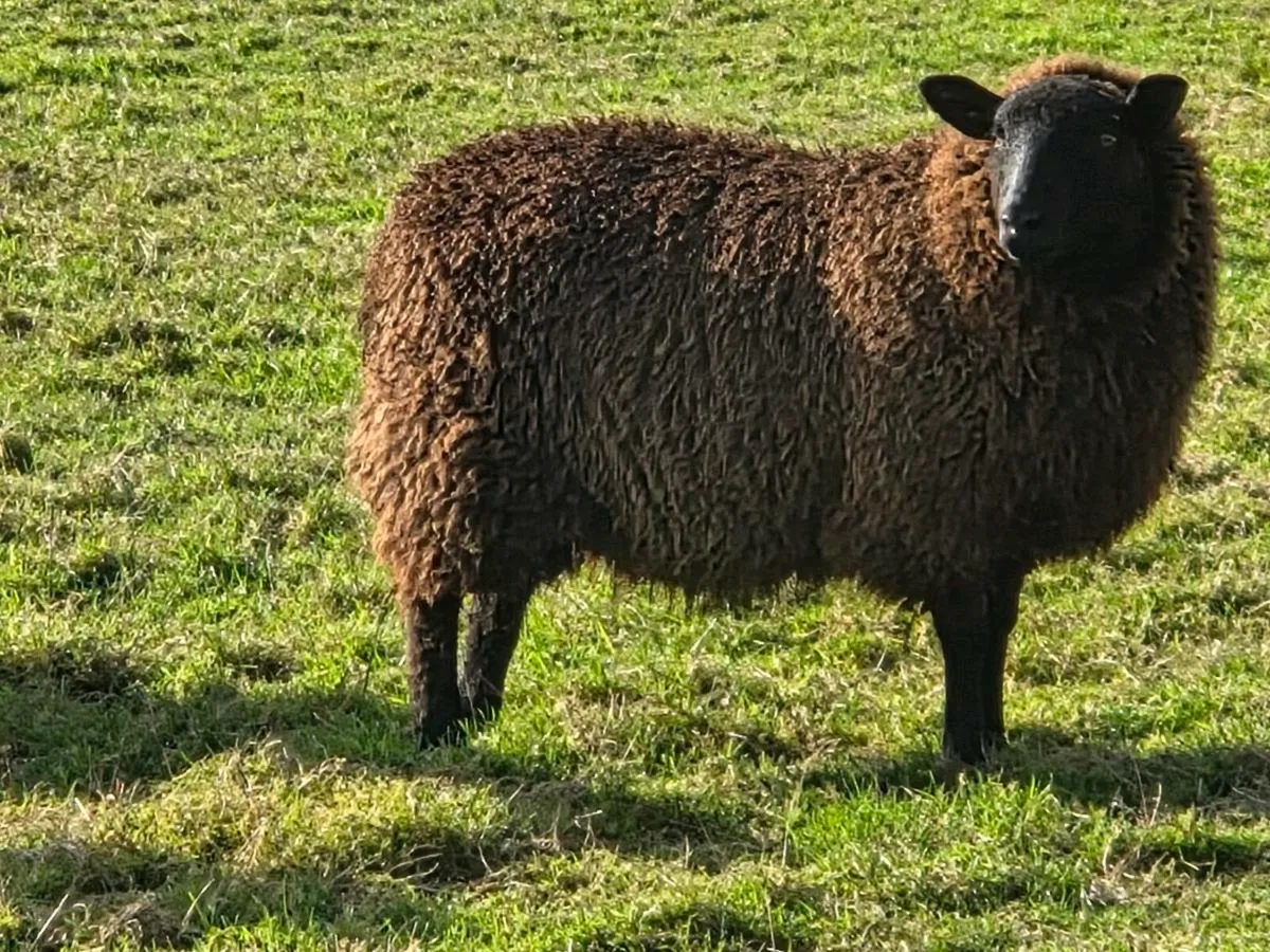 Black ewe lambs - Image 3
