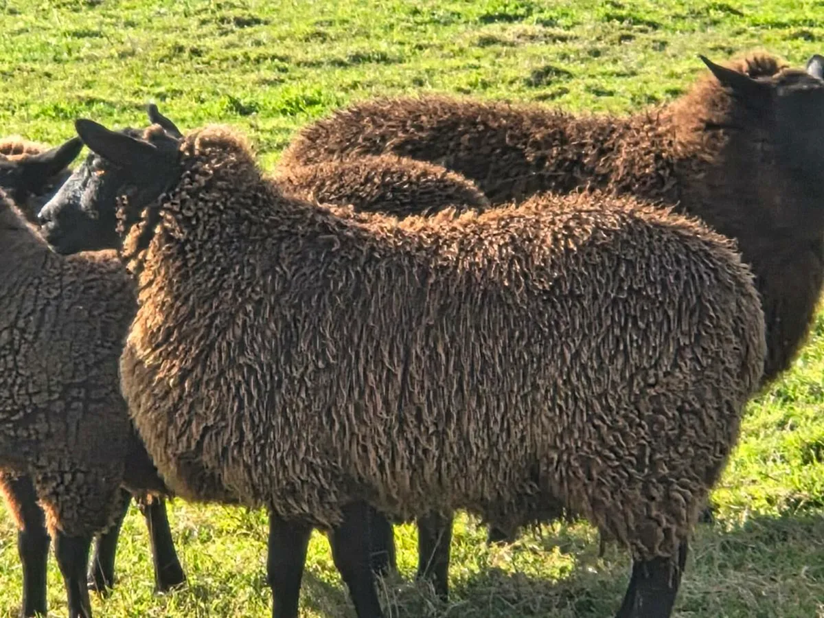 Black ewe lambs - Image 4