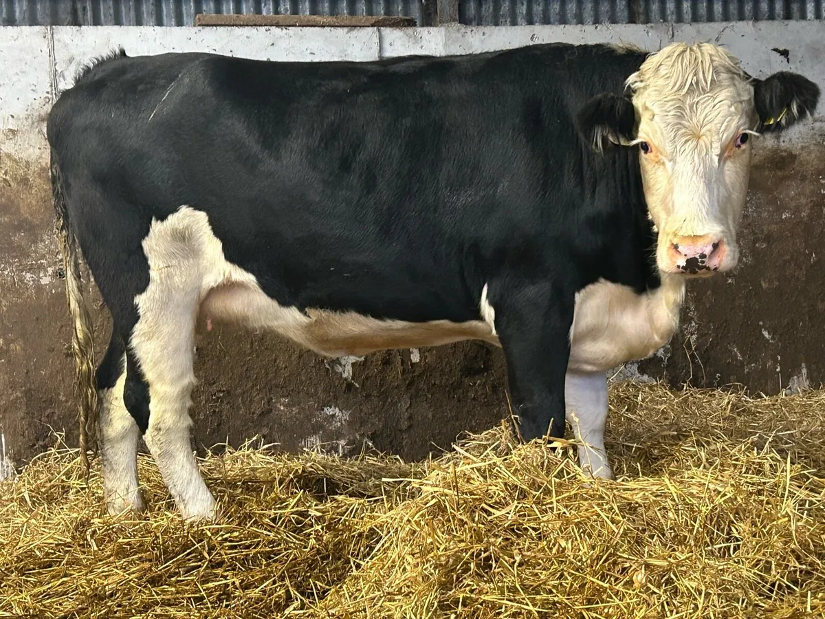3 super incalf heifers calving December - Image 2