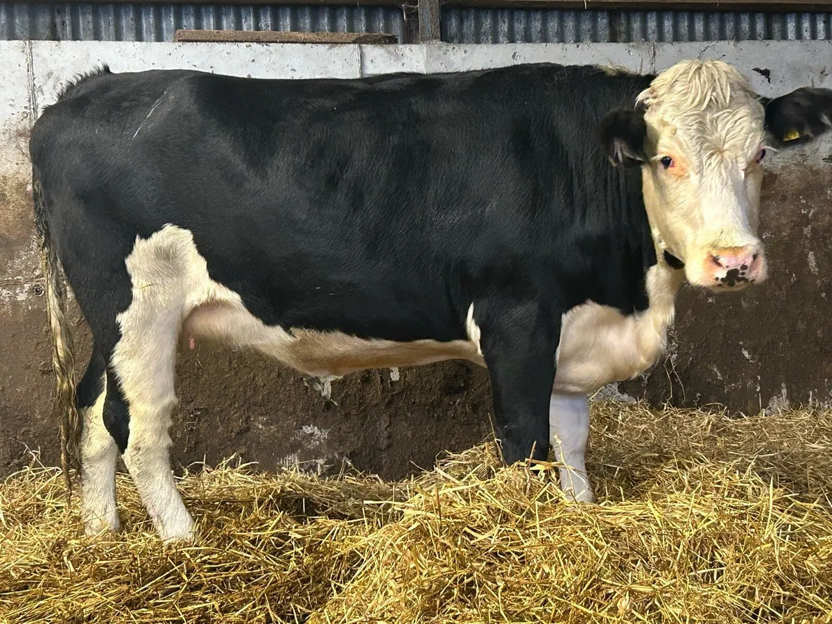 3 super incalf heifers calving December - Image 3
